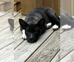 Small #2 Mutt
