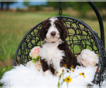 Small Photo #4 Bordoodle Puppy For Sale in STRAFFORD, MO, USA