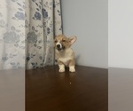 Small #52 Pembroke Welsh Corgi