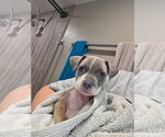 Small Black Mouth Cur Mix