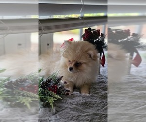 Pomeranian Puppy for sale in VENICE, FL, USA