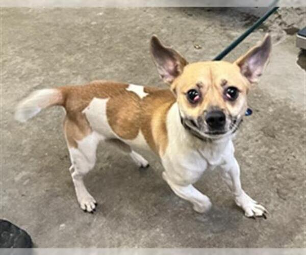 Medium Photo #1 Chihuahua-Unknown Mix Puppy For Sale in Camarillo, CA, USA