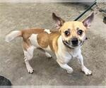 Small Chihuahua Mix