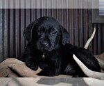 Small Photo #12 Labrador Retriever Puppy For Sale in STROUD, OK, USA