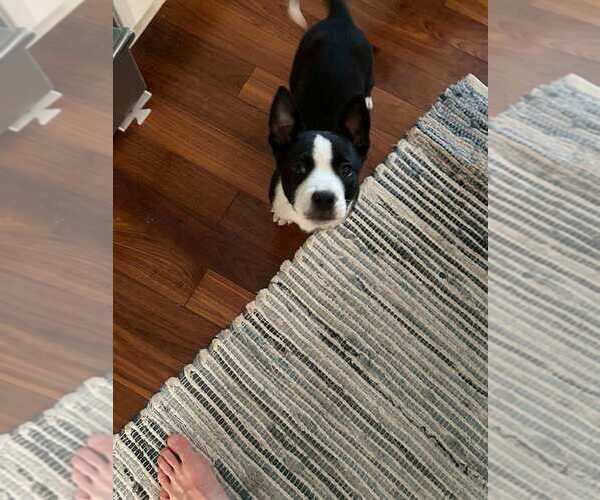 Medium Photo #1 Mutt Puppy For Sale in Calgary, Alberta, Canada