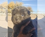 Puppy Theodore Chinese Shar-Pei