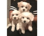 Small Photo #4 Coton de Tulear Puppy For Sale in SALT LAKE CITY, UT, USA
