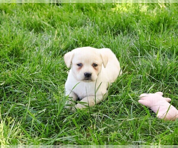 Medium Photo #16 Labrador Retriever Puppy For Sale in SYRACUSE, IN, USA