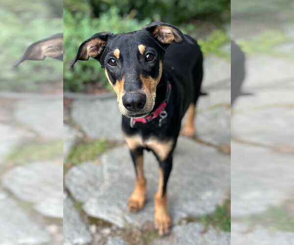 Medium Photo #11 Miniature Pinscher-Unknown Mix Puppy For Sale in Wakefield, RI, USA