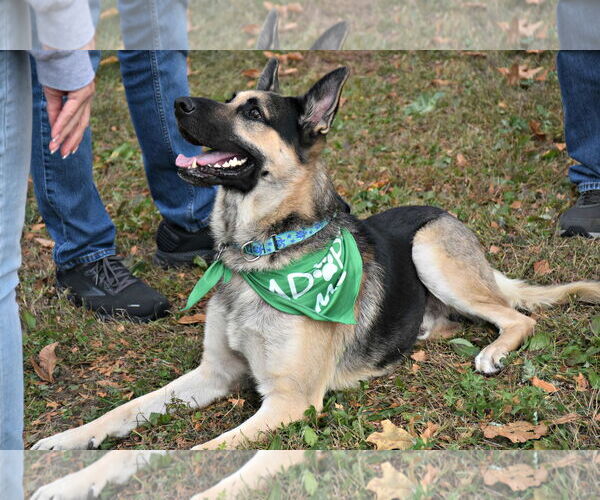 Medium Photo #4 German Shepherd Dog Puppy For Sale in Spring Lake, NJ, USA