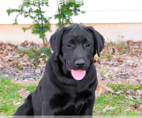 Medium Photo #6 Labrador Retriever Puppy For Sale in SYRACUSE, IN, USA