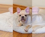 Small Photo #14 French Bulldog Puppy For Sale in LEES SUMMIT, MO, USA