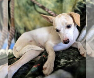Medium Chihuahua Mix