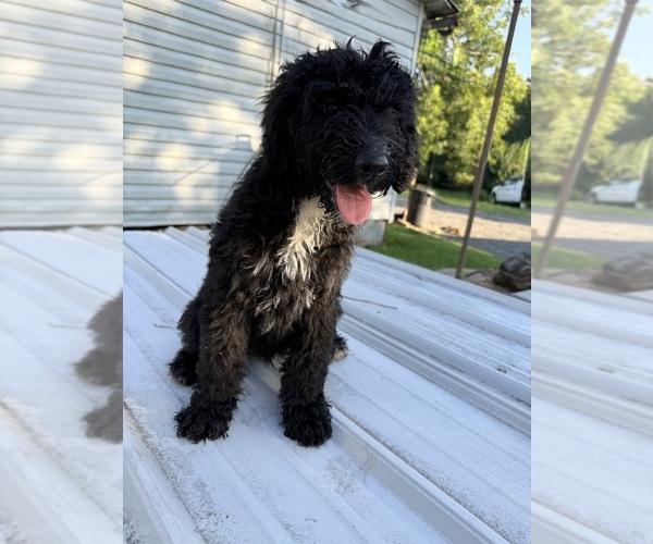 Medium Photo #2 Sheepadoodle Puppy For Sale in WARSAW, VA, USA