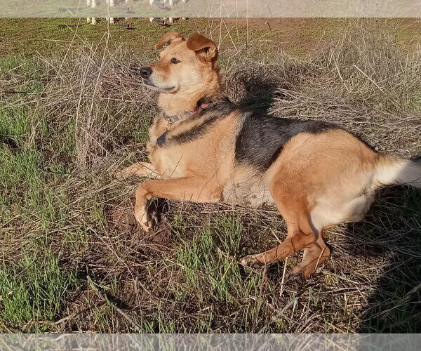 Medium Photo #4 German Shepherd Dog-Unknown Mix Puppy For Sale in Escondido, CA, USA