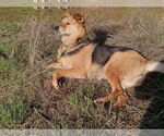 Small #3 German Shepherd Dog Mix
