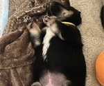 Puppy Kira Shiba Inu