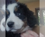 Small Photo #5 Bernese Mountain Dog Puppy For Sale in SOUTHWORTH, WA, USA