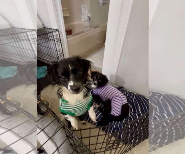 Medium Photo #4 Chilier Puppy For Sale in Orlando, FL, USA
