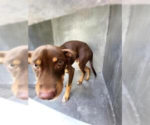 Doberman Pinscher Dogs for adoption in San Antonio, TX, USA