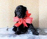 Small Photo #7 Goldendoodle Puppy For Sale in RUSKIN, FL, USA