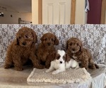 Small #4 Cavapoo (Miniature)