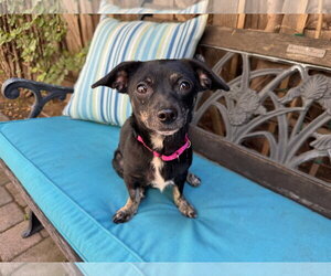 Maisy - Female Chiweenie Dog for Adoption - Photo #2