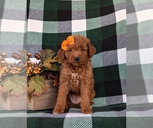 Goldendoodle (Miniature) Puppy for sale in LINCOLN UNIVERSITY, PA, USA