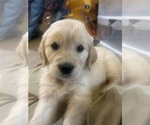 Small #6 English Cream Golden Retriever