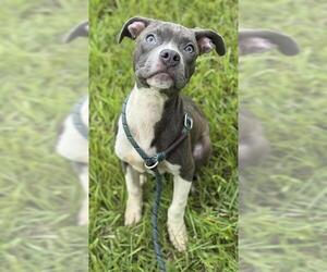 Medium American Staffordshire Terrier Mix