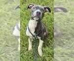 Small American Staffordshire Terrier Mix