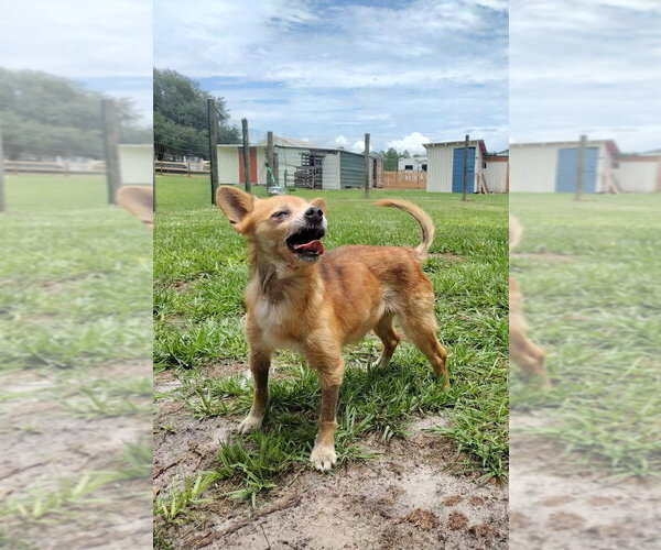 Medium Photo #2 Chihuahua-Unknown Mix Puppy For Sale in oakland, FL, USA
