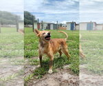 Small #1 Chihuahua Mix