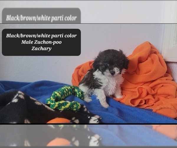 Medium Photo #2 Zuchon Puppy For Sale in TUCSON, AZ, USA