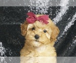 Puppy AKC Vixen Poodle (Toy)