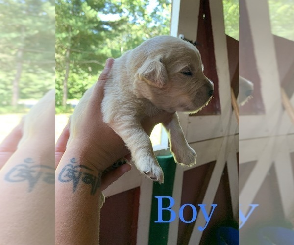 Medium Photo #2 English Cream Golden Retriever Puppy For Sale in MATTAPOISETT, MA, USA