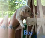 Small Photo #2 English Cream Golden Retriever Puppy For Sale in MATTAPOISETT, MA, USA