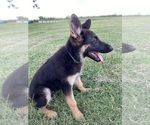 Small #1 German Shepherd Dog
