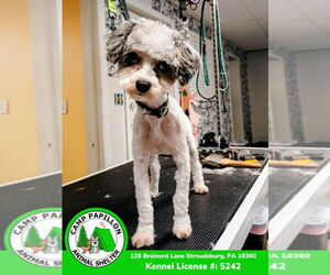 Maltese-Unknown Mix Dogs for adoption in Stroudsburg, PA, USA