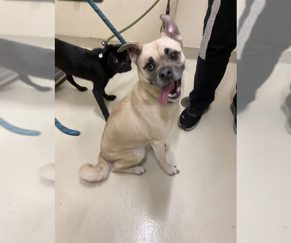 Medium Photo #1 Pug Puppy For Sale in Fremont, CA, USA