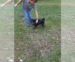 Small Photo #1 Pug Puppy For Sale in OCONTO, WI, USA