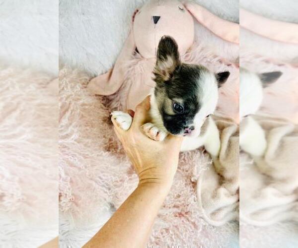 Medium Photo #12 French Bulldog Puppy For Sale in WEST PALM BEACH, FL, USA