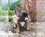 Small Photo #11 French Bulldog Puppy For Sale in HOLLYWOOD, CA, USA