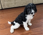 Small Photo #1 Aussiedoodle Puppy For Sale in PHOENIX, AZ, USA