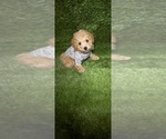 Small Photo #1 Poodle (Toy) Puppy For Sale in MARIETTA, GA, USA