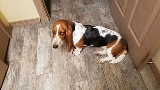 Mother of the Basset Hound puppies born on 08/26/2017
