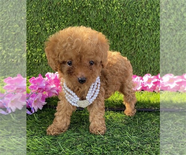 Medium Photo #9 Poodle (Toy) Puppy For Sale in TAMPA, FL, USA