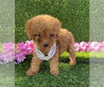 Small #8 Poodle (Toy)