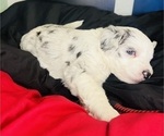 Small #12 Sheepadoodle