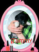 Small Photo #25 Border Collie-Pembroke Welsh Corgi Mix Puppy For Sale in ORCHARD, CO, USA